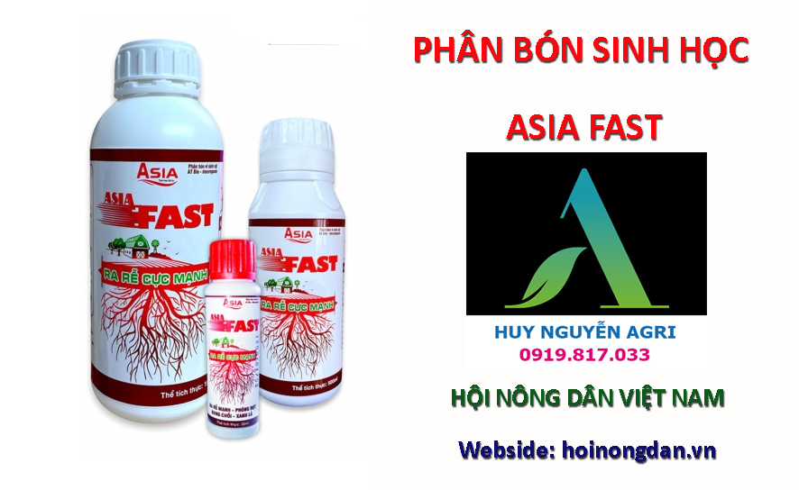 ASIA FAST