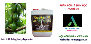 ROOTS 10 