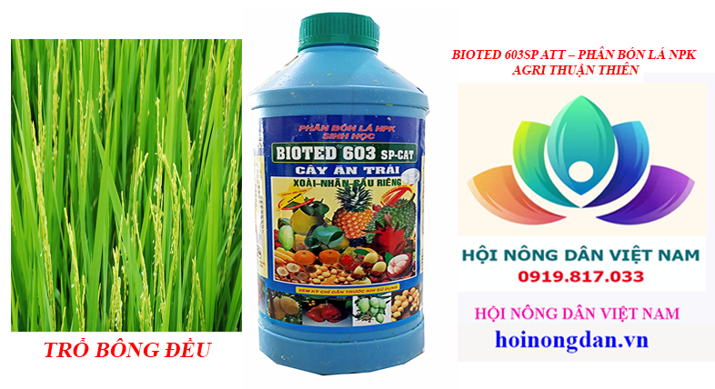BIOTED 603 SP